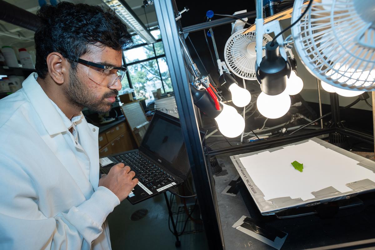 A student examines a lettuce leaf in the lab