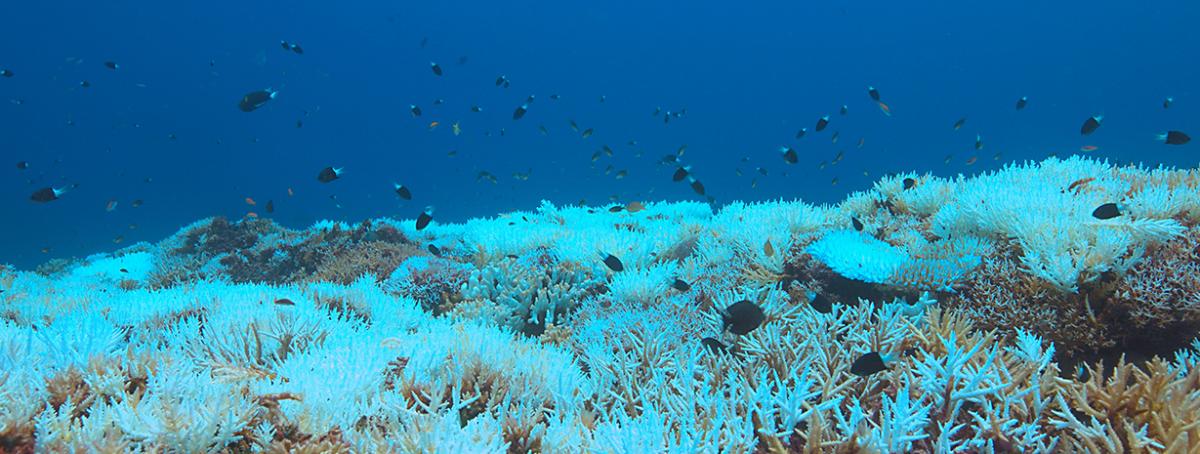 A reef of partially bleached coral under dark blue water with a variety of darkly colored fish swimming above the coral.