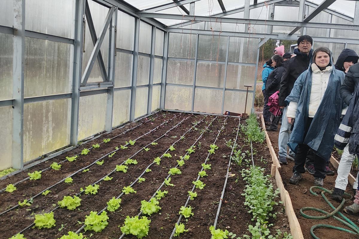 a group of people look at crops in a greenhouse