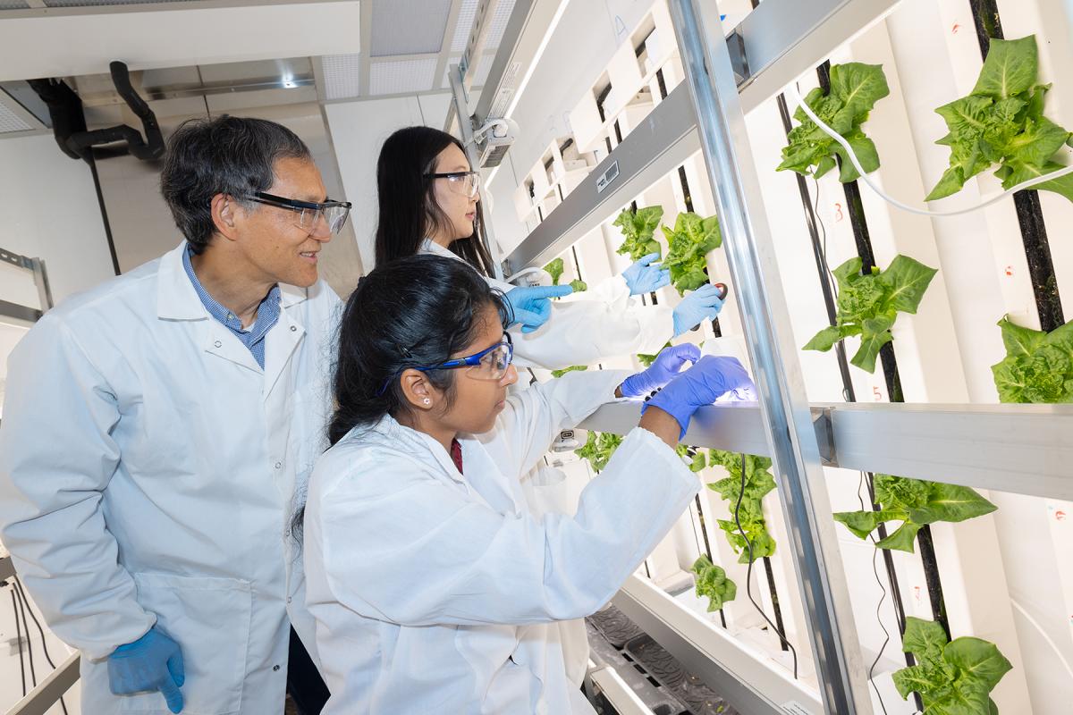 Yongsheng Chen looks over the shoulder of a student as she adjusts a camera pointed at a column of lettuce growing in a vertical farm. Another student in the background is preparing to cut a clipping from one of the lettuce plants. (Photo: Candler Hobbs)