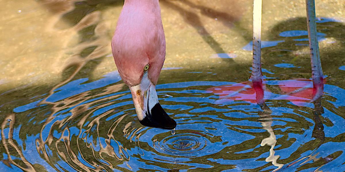 flamingo looking in water