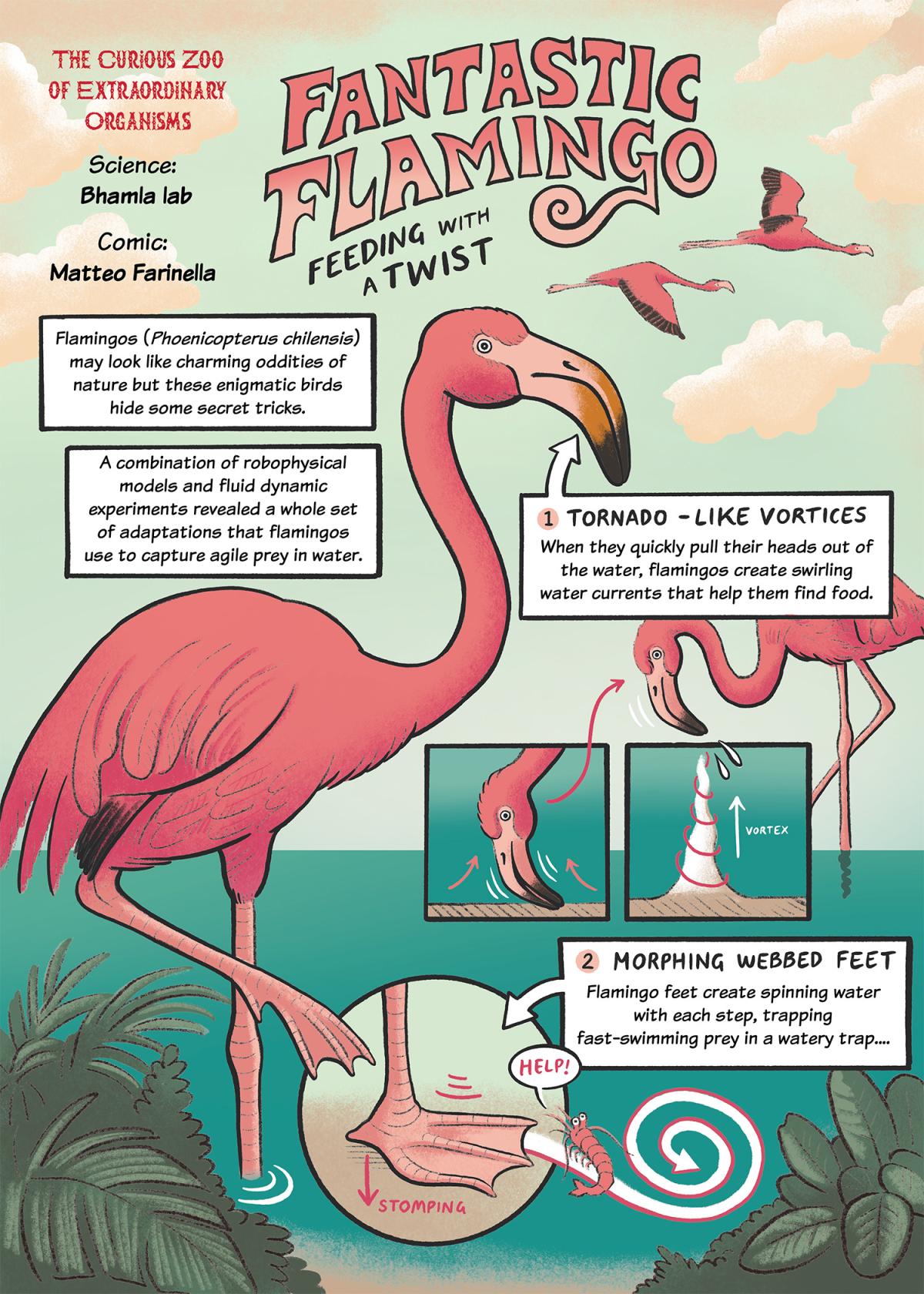 comic illustration of the mechanics of flamingo feeding, page 1