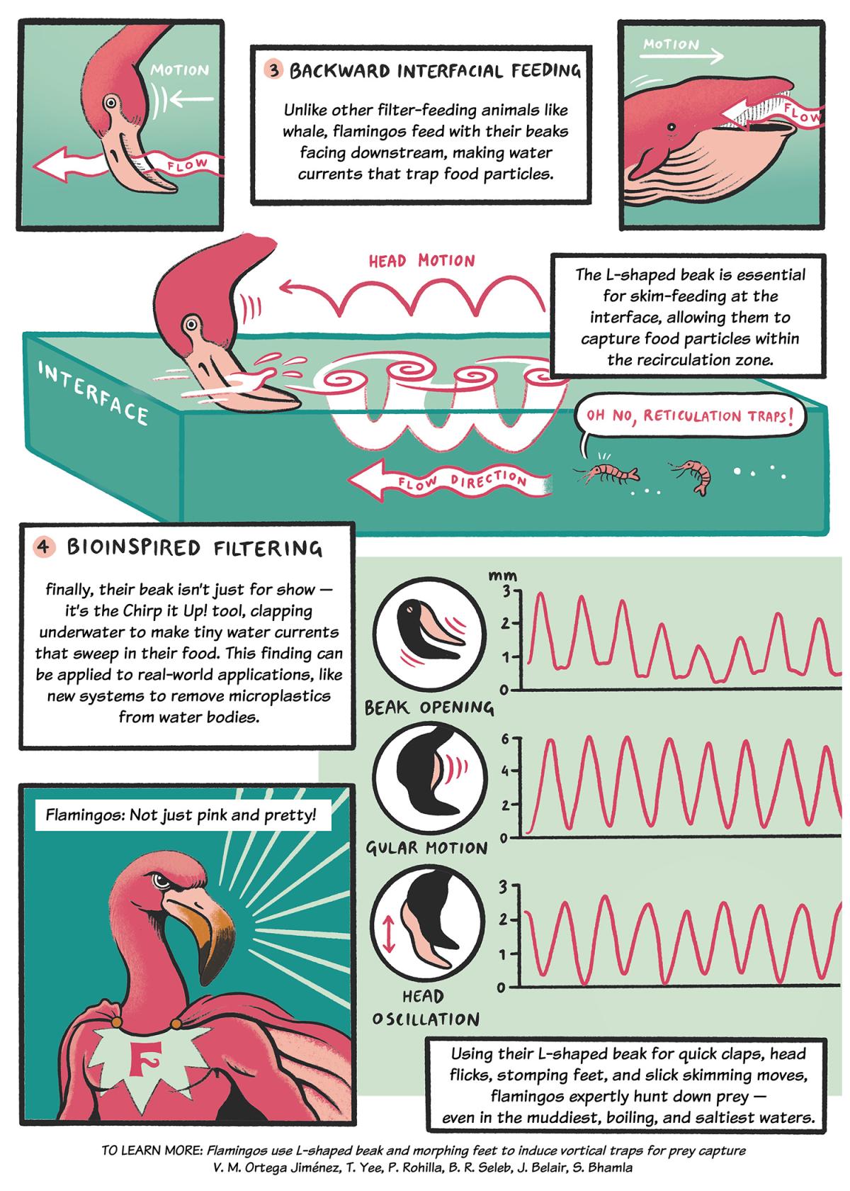 comic illustration of the mechanics of flamingo feeding, page 2