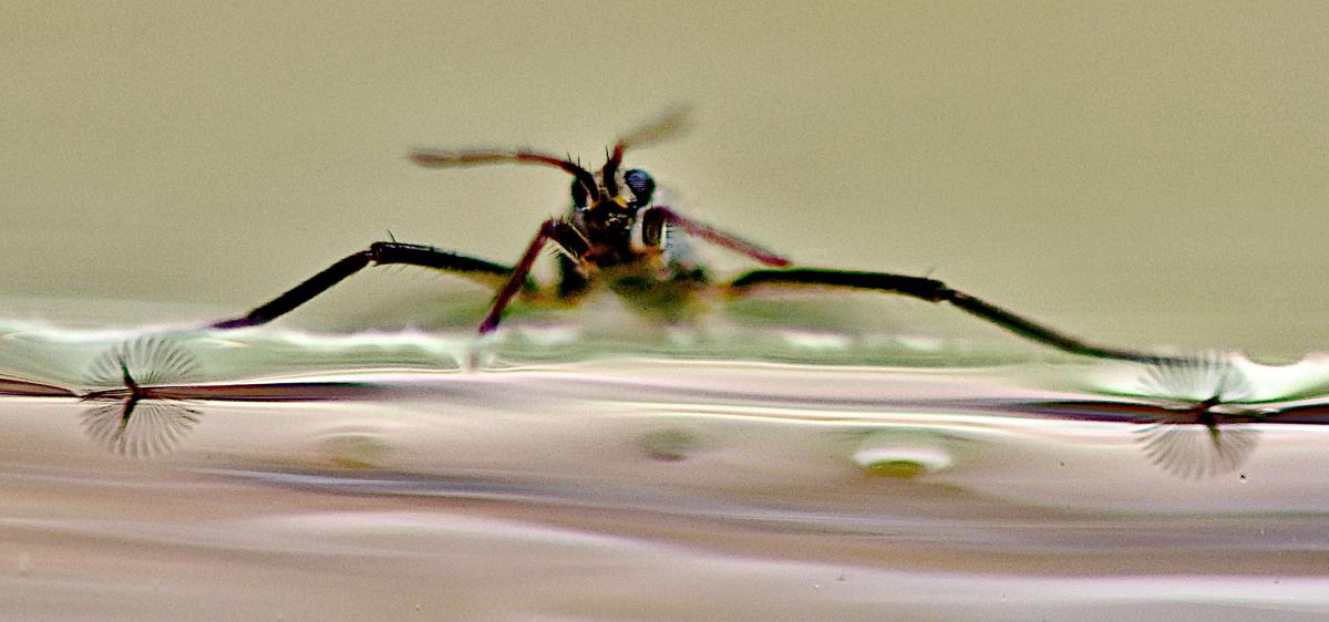 a water strider in water