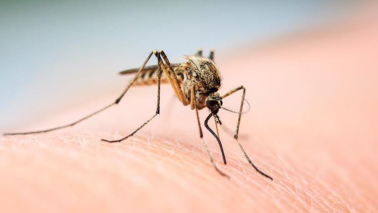 closeup of a mosquito on skin