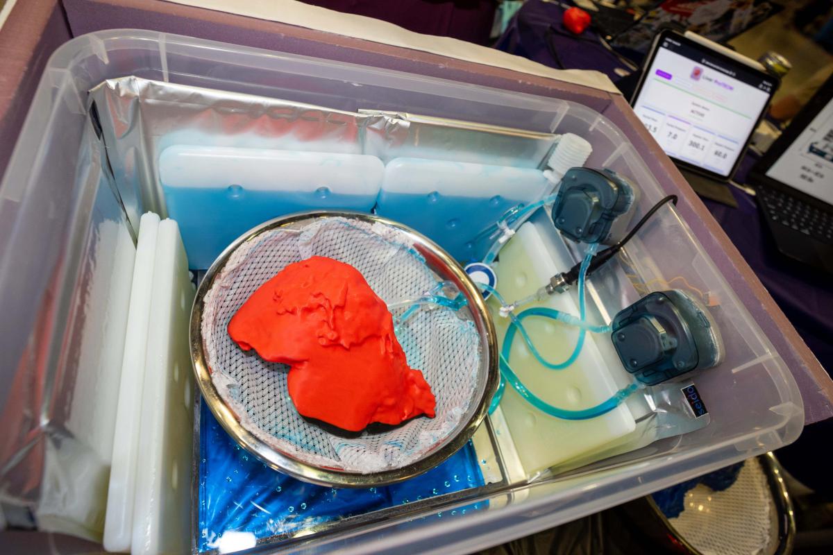a red replica of a liver in a bowl, over water