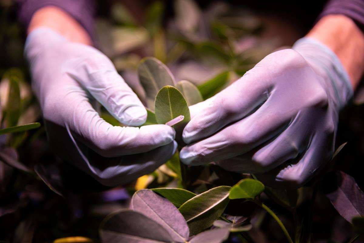 Handling peanut plant