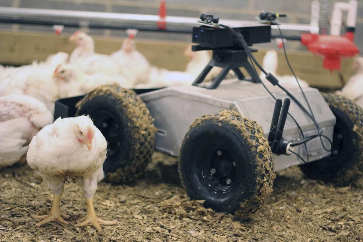 Poultry in Motion: With Invention, Chicken Catching Goes High-Tech - WSJ