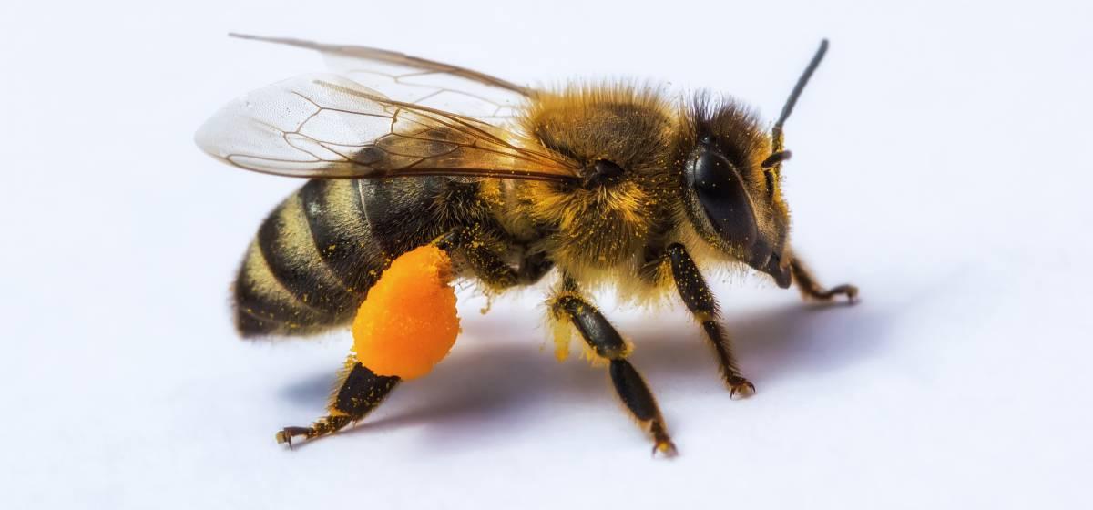 close up image of honey bee with pollen pellet attached to hind leg