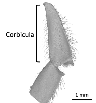 Close up image of honey bee's hind leg.