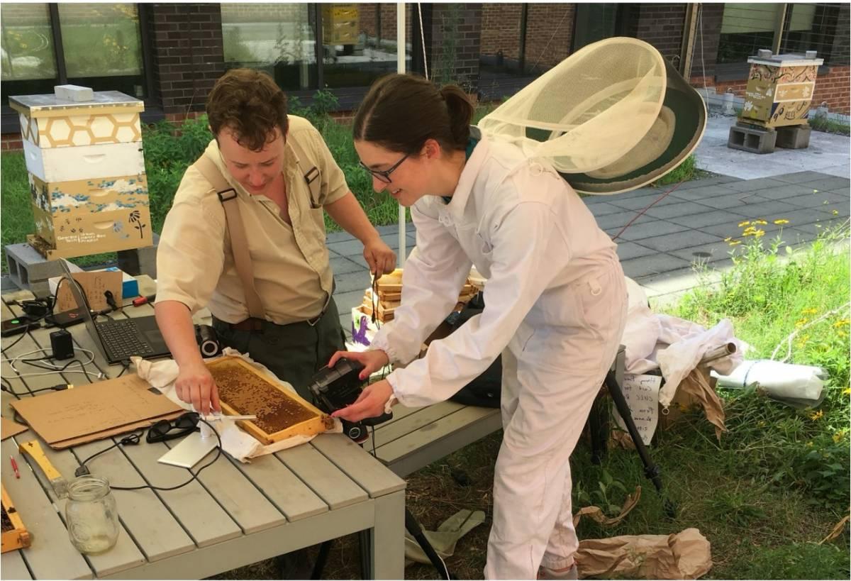 image of researcher video recording honey bees depositing pollen pellets into comb cell