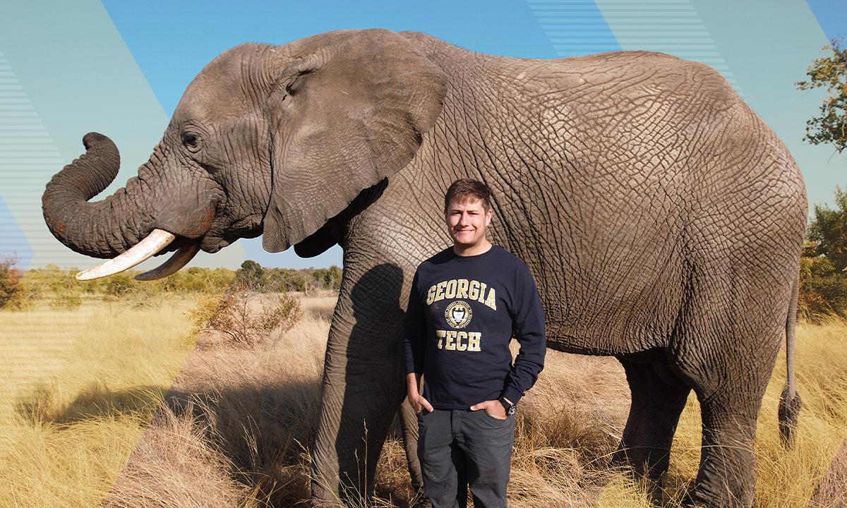 African Bush Elephant Next To Person