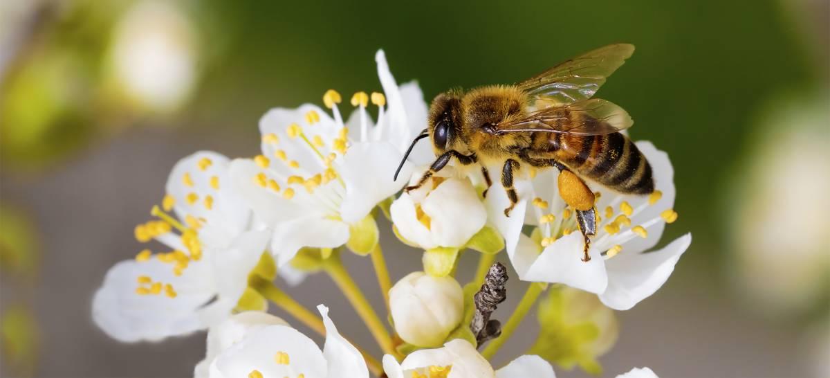 image of honey bee collecting pollen from flower