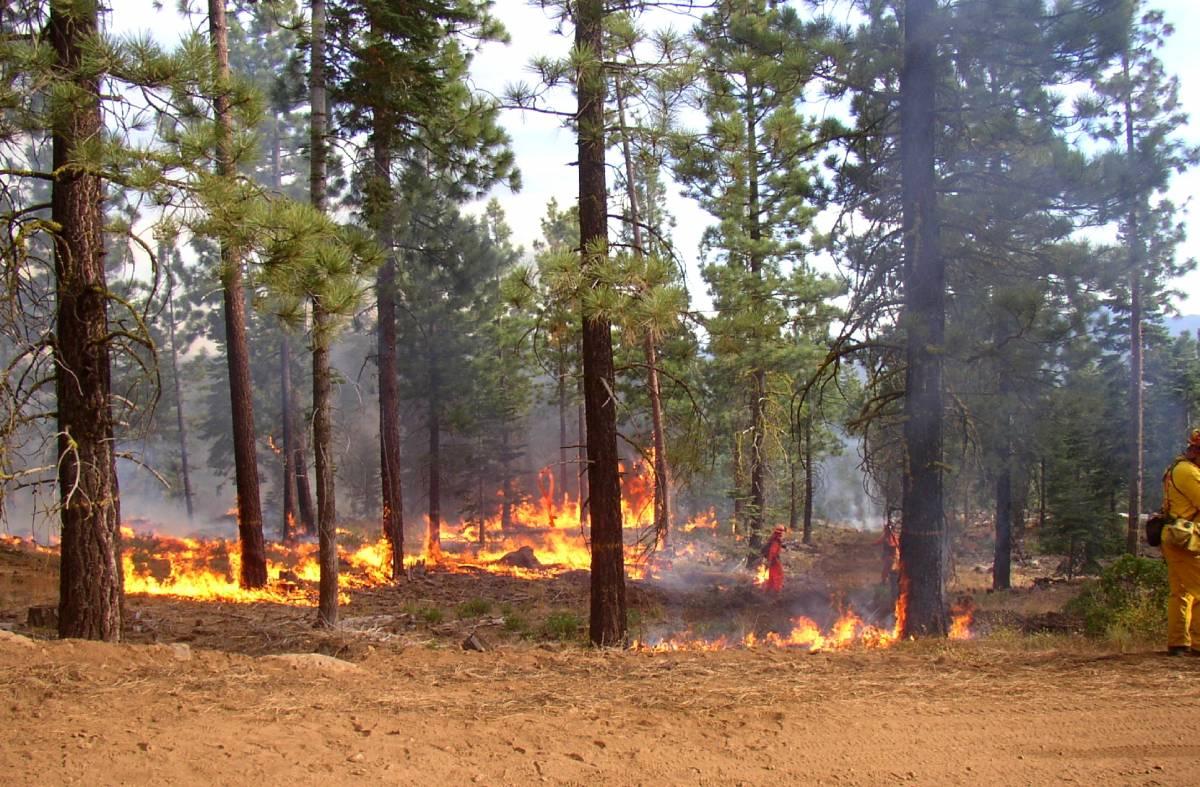 forest controlled burn