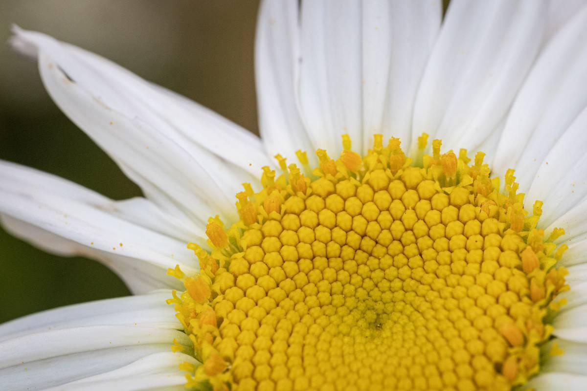 Flower on campus, photo