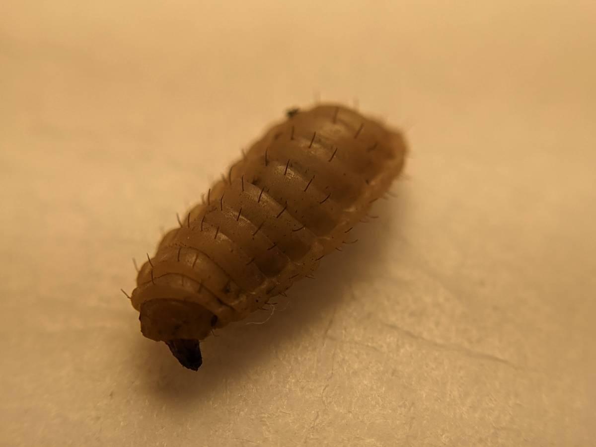larvae